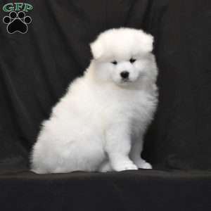 Skye, Samoyed Puppy